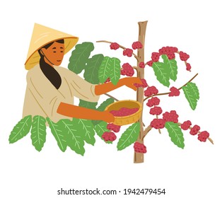 Asian Woman In Traditional Vietnamese Conical Straw Hat Harvesting Coffee Beans. Vietnam Coffee Plantation. Flat Vector Illustration.