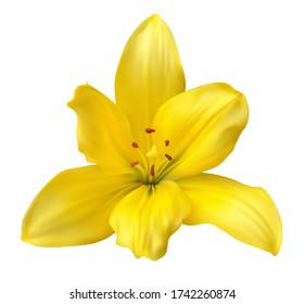 Asian yellow lily flower isolated on white background. Vector illustration useful for any tropical floral design, wedding invitation and etc.