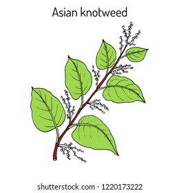 Asian,or Japanese knotweed (Fallopia japonica), medicinal plant. Hand drawn botanical vector illustration