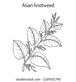 Asian,or Japanese knotweed (Fallopia japonica), medicinal plant. Hand drawn botanical vector illustration