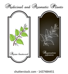 Asian,or Japanese knotweed (Fallopia japonica), medicinal plant. Hand drawn botanical vector illustration