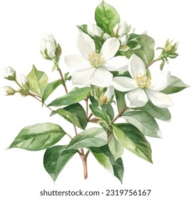 Asiatic Jasmine Watercolor illustration. Hand drawn underwater element design. Artistic vector marine design element. Illustration for greeting cards, printing and other design projects.