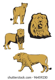 Asiatic lion illustration