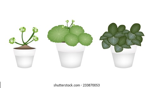 Asiatic Pennywort and Acanthaceae in Ceramic Pots