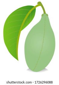 Asimina triloba the pawpaw fruit with green leaf isolated on white background.