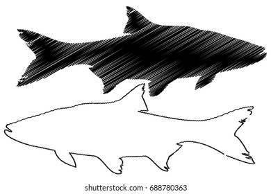 asp silhouette vector, (Aspius aspius), 