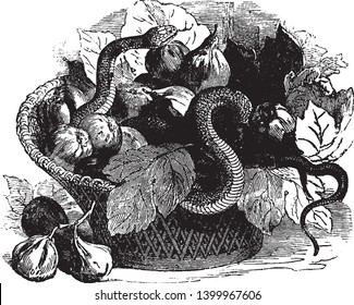Asp is a small species of venemous serpent found in the European Alps, vintage line drawing or engraving illustration.