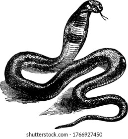 Asp, a venomous serpent that often appears in hieroglyphic and other sculptures as one of the sacred animals of ancient Egypt, vintage line drawing or engraving illustration.