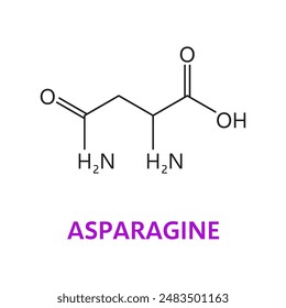 Moléculas químicas de aminoácidos de asparagina, estructura esencial de la cadena. El modelo de Vector c4h8n2o3 está formado por átomos de carbono C, hidrógeno H, nitrógeno N y oxígeno O, que forman un aminoácido clave en las proteínas