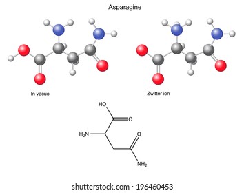 Asparagine (Asn) - chemical structural formula and models, amino acid, in vacuo, zwitterion, 2D and 3D illustration, balls and sticks, isolated on white background, vector, eps8