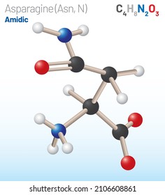 Asparagine (Asn, N) amino acid molecule. (Chemical formula C4H8N2O3) it is used in the biosynthesis of proteins. Ball-and-stick model. Layered vector illustration