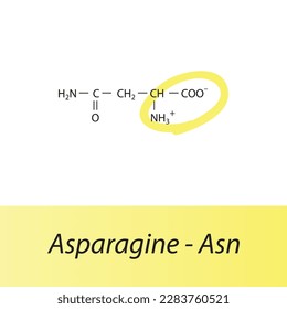 Asparagine - Asn - N amino acid structure. Skeletal formula with amino group highlighted in yellow marker. Scientific illustration.