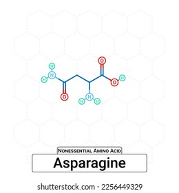 Asparagine Chemical Structure Non-Essential Amino Acid Organic Molecules, Functional, Side Chain, Carboxyl, Amino Group, Protein Building Block Isolated on Whited Background, Chemistry, Biology