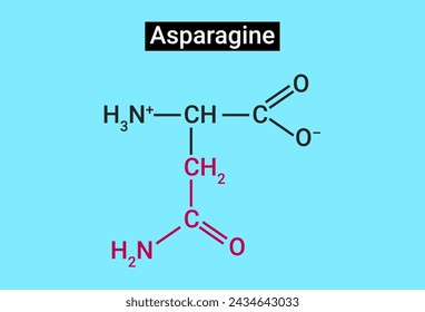 Asparagine (symbol Asn or N) is an alpha-amino acid that is used in the biosynthesis of proteins