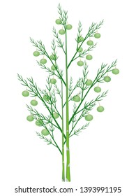 Asparagus branches with green berries on a white background.