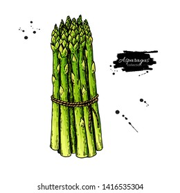 Asparagus bunch hand drawn vector illustration. Isolated Vegetable colorful object. Detailed vegetarian food drawing. Farm market product. Great for menu, label, icon