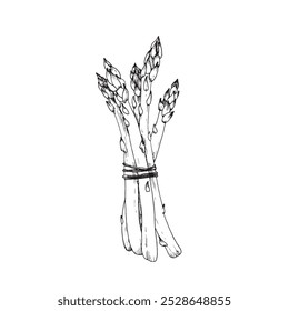 Asparagus bunch hand drawn vector illustration. Sparrow grass branches tied with rope. Element for restaurant menu design, food packaging