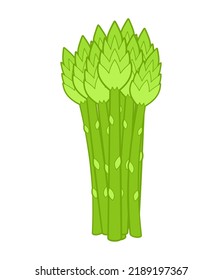 Asparagus bunch isolated. grass edible Vector illustration