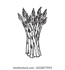 Feixe de espargos ligado com uma faixa em textura de traço de pincel preto isolada em branco. Ilustração de esboço de vetor desenhado à mão em tinta de carvão vegetal. Colheita, nutrição adequada, estilo de vida saudável