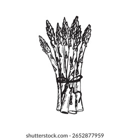 Asparagus bundle tied with a stripe in black brush stroke texture isolated on white. Hand drawn vector sketch illustration in vintage charcoal ink. Harvest, proper nutrition, healthy lifestyle