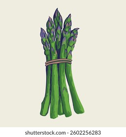 Asparagus bundles painting vector art, Asparagus hand drawn brush artwork for poster, menu card, Realistic vegetable illustration  