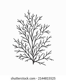 Asparagus bush with berries. Black and white hand-drawn vector image for design, textiles, print