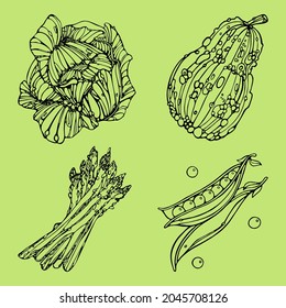 Asparagus, Cabbage, Pumpkin, Green peas on color backdrop vector set. Outline Doodle Vector Illustration for design menu, restaurant, shops, logo, fabric. Vegetable posters