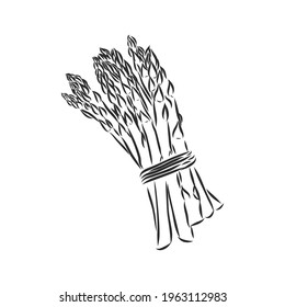 Asparagus cartoon vector asparagus, vector sketch on a white background