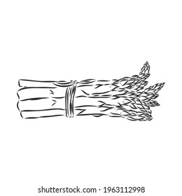 Asparagus cartoon vector asparagus, vector sketch on a white background