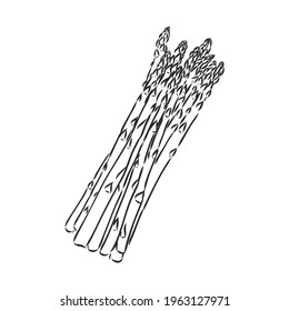 Asparagus cartoon vector asparagus, vector sketch on a white background