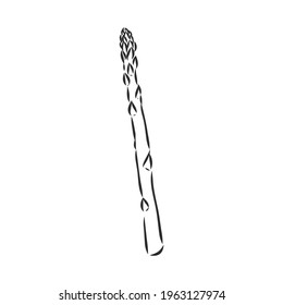 Asparagus cartoon vector asparagus, vector sketch on a white background