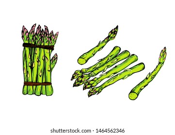 Featured image of post Botanical Asparagus Drawing Asparagus or garden asparagus folk name sparrow grass scientific name asparagus officinalis is a perennial flowering plant species in the genus asparagus