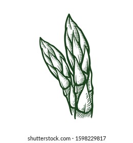 Asparagus collection botanical hand drawn Isolated vector illustration. Organic vegetarian product. Asparagus symbols set applicable for restaurant menu or packaging, label, poster, print. Engraving