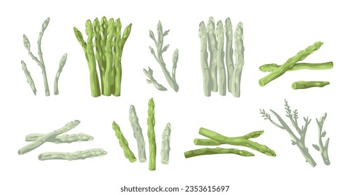 Asparagus collection. Organic whole stalk cultivated and uncooked food, asparagus crop stick with leaves and buds for cooking. Vector vegetarian set. Grocery store product, seasonal veggies