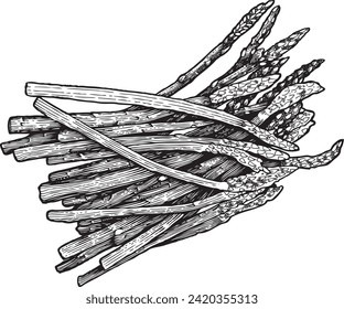 Asparagus with detailed engraving style