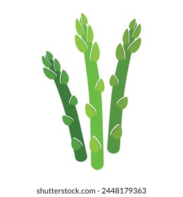 Asparagus. A dietary product. A vegetable with dense long stems. Vector illustration isolated on a white background for design and web.