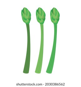 asparagus drawing over white background. vector illustration