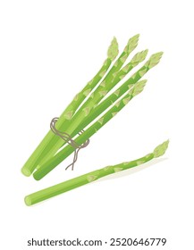 asparagus green cartoon. food vegetable, fresh raw, bunch plant, organic diet, ingredient healthy, spring asparagus green vector illustration