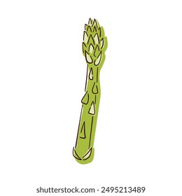Asparagus green sprout icon in line art style. Vegetable, cooking ingredient. Vector illustration isolated on a white background.