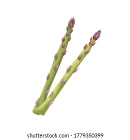 Asparagus green sprouts. Healthy farm fresh vegetables. Vegetarian eco food. Isolated on white background. Vector illustration.