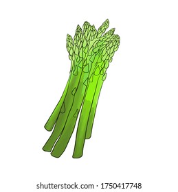Asparagus green vector illustration. Natural green. Vector illustration on white background.  Design, print, logo, decor, textile, paper,t shirt design, printed matter. 