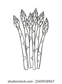 Asparagus hand drawing, simple stylized sketch, contour drawing isolated on white background.