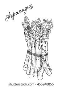 Asparagus hand drawn sketch
