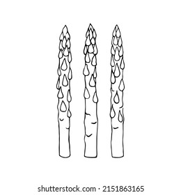 Asparagus hand drawn sketch vector doodle illustration. Sparrowgrass vegetables healthy food clipart