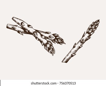 Asparagus hand drawn sketch. Vector organic food illustration