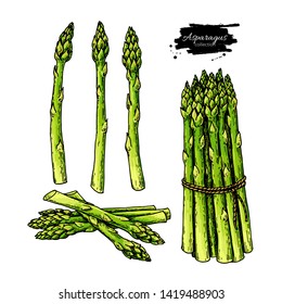 Asparagus hand drawn vector illustration set. Isolated Vegetable colorful object. Detailed vegetarian food drawing. Farm market product. Great for menu, label, icon
