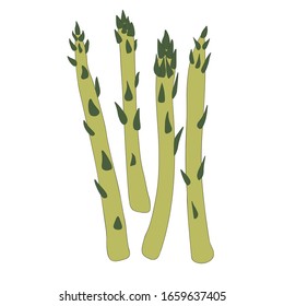 Asparagus hand drawn vector illustration.  Vegetable colorful object. Detailed vegetarian food drawing. Farm market product. Great for menu, label, icon