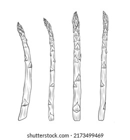 Asparagus hand drawn vector illustration isolated on white,  sprouts bunch set, farm vegetables,  vegetarian food drawings sketch style, Sparrow grass  for design agricultural market, menu, label 
