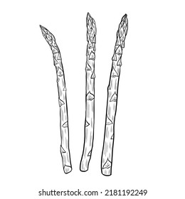Ilustración vectorial dibujada a mano de espárragos aislada en blanco, conjunto de brotes, vegetal de granja, dibujos de comida vegetariana estilo boceto, arte de la línea de césped de espárrago para el diseño mercado agrícola, menú, etiqueta