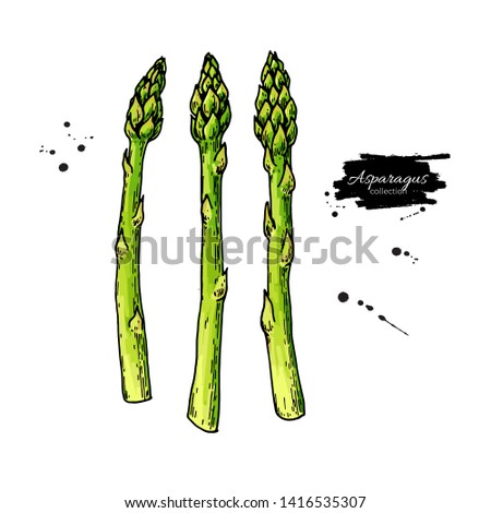 Asparagus hand drawn vector illustration set. Isolated Vegetable colorful object. Detailed vegetarian food drawing. Farm market product. Great for menu, label, icon
